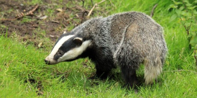 How to safely (and legally) deter badgers