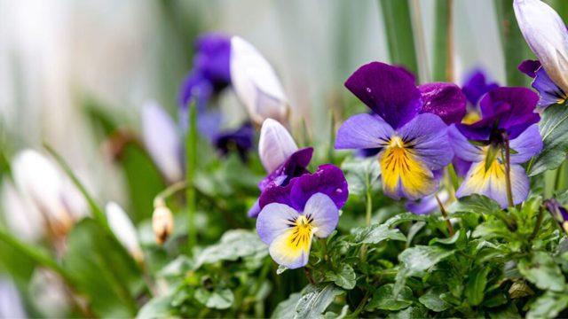 7 early flowering plants that will brighten up a January garden