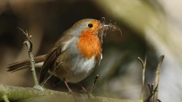 The nesting materials to leave out for birds right now