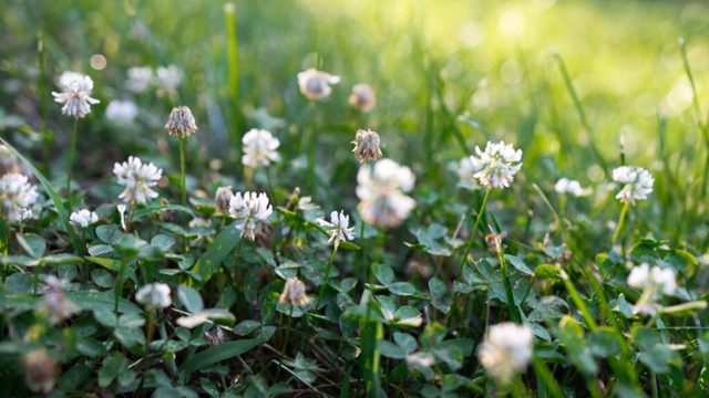 Why you should keep clover in your lawn for No Mow May