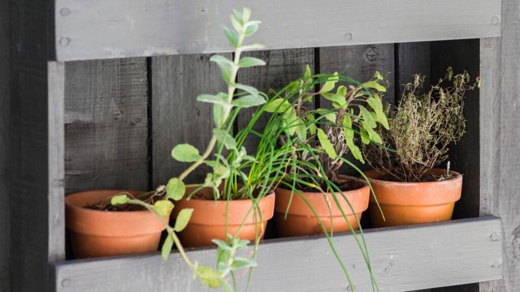 How to fill small pots in the garden so they survive the summer