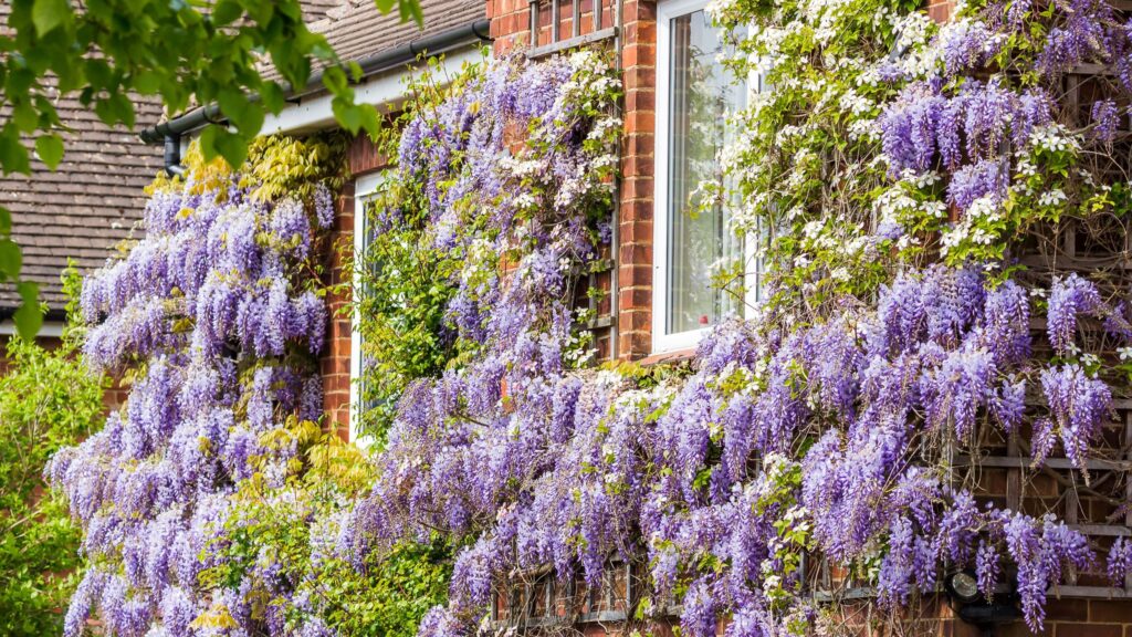 Best climbing plants for a front garden – 4 to plant in May
