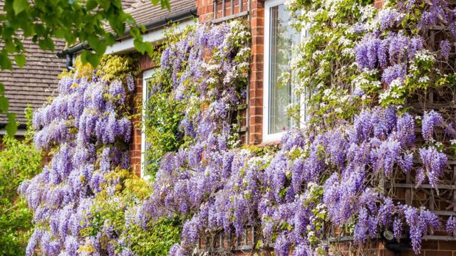 Best climbing plants for a front garden – 4 to plant in May