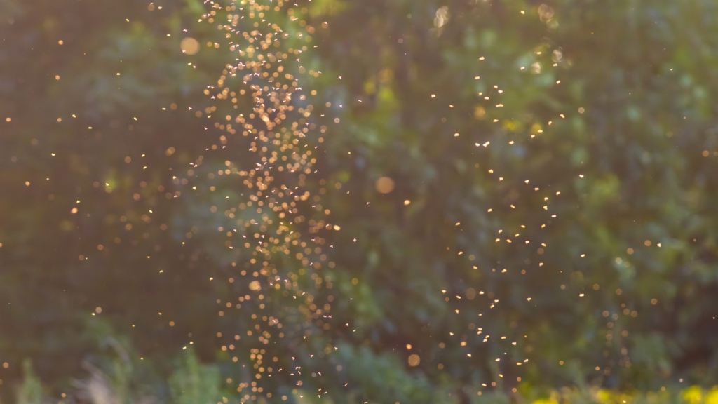 5 scents to deter mosquitoes from your home and garden