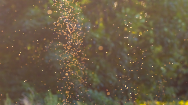 5 scents to deter mosquitoes from your home and garden