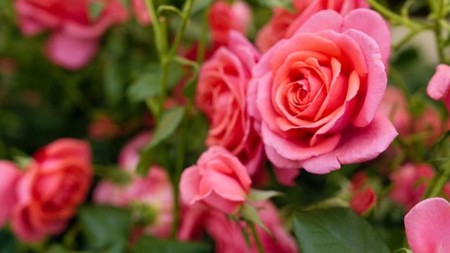 Can you plant roses in autumn? Yes, says a rose expert