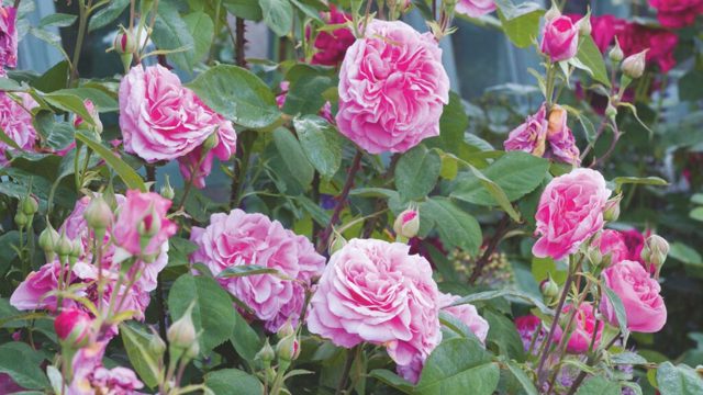 Don’t forget to prune your roses before the window closes