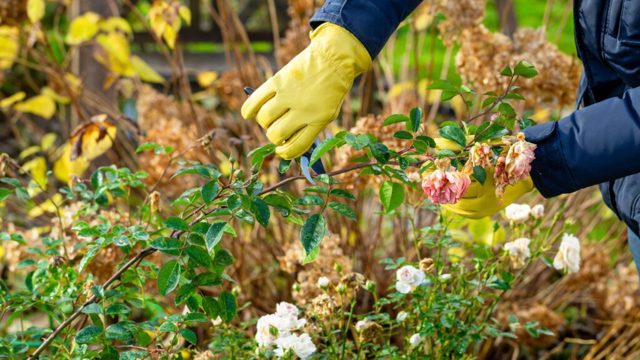 I’m cutting back these plants for healthier growth in spring