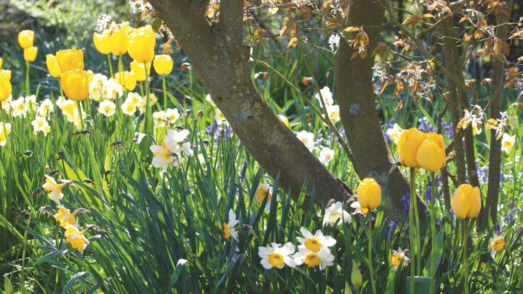 Can you plant daffodil bulbs in September? Experts weigh in