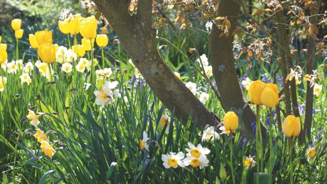 Can you plant daffodil bulbs in September? Experts weigh in