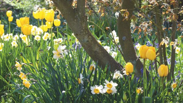 How to store bulbs before planting
