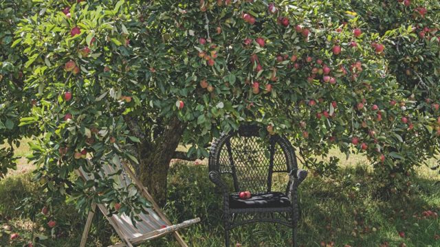 When to plant fruit trees – bare-root and container-grown
