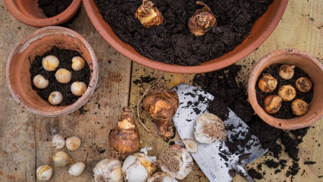 Unusual spring bulbs you won’t regret planting this autumn