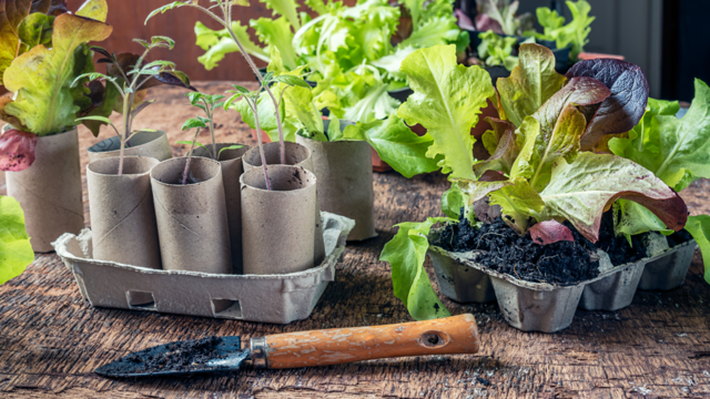 4 ways to reuse old loo rolls in your garden