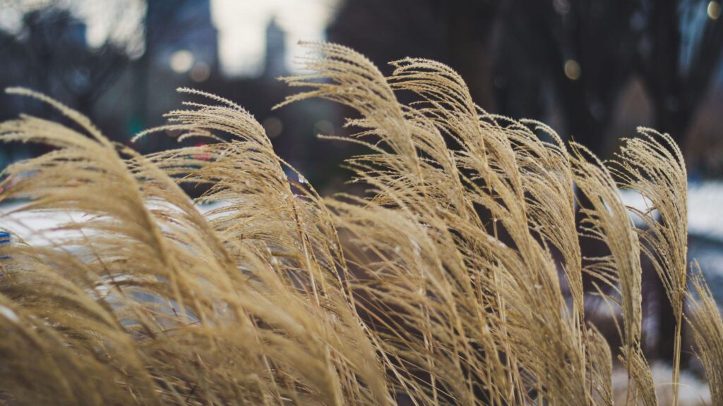 4 of the best ornamental grasses for winter interest