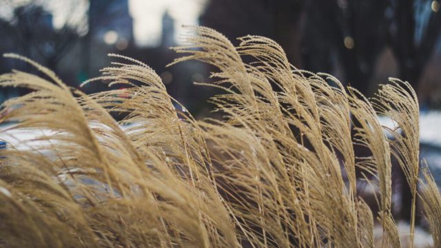 4 of the best ornamental grasses for winter interest