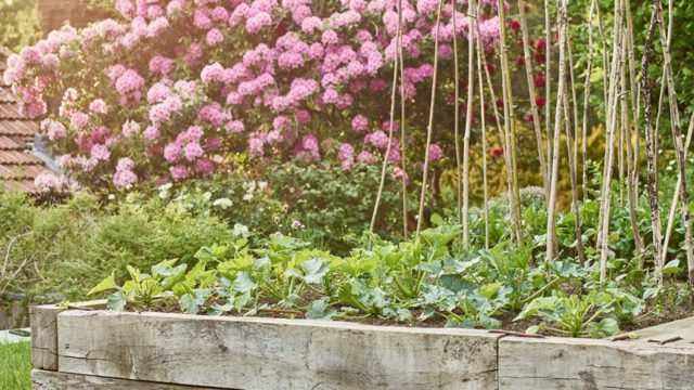 This Native American planting trick is ideal for small gardens