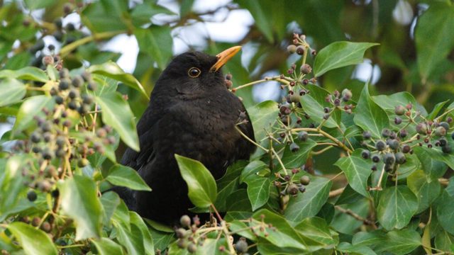 Best winter plants for wildlife – 5 shrubs, trees and flowers