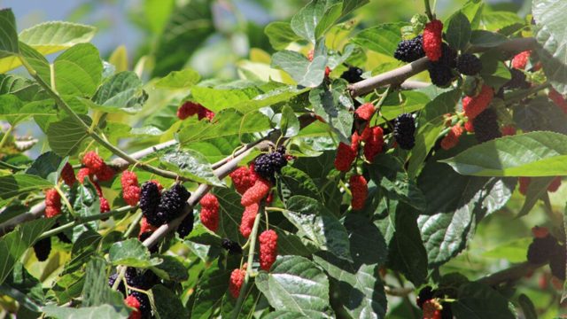 How to grow mulberries for masses of delicious fruit