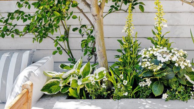 5 bedding plants to give your garden a bold pop of colour
