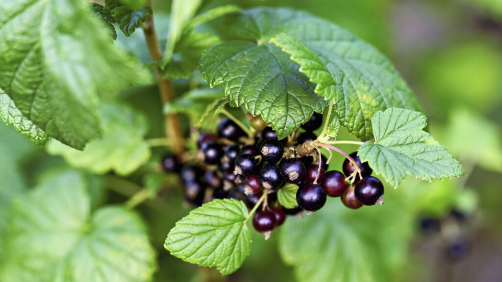 The RHS predicts this will be the ‘it’ berry to grow in 2026