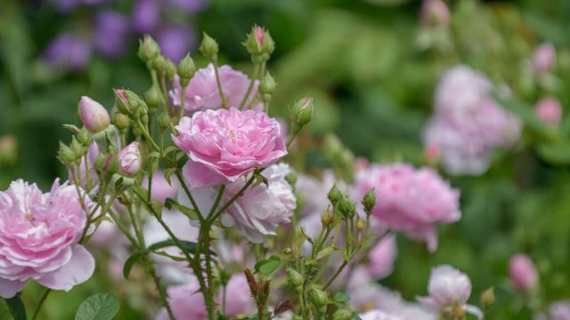 What to feed roses in April for more flowers