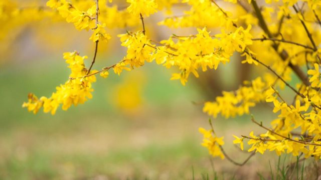Hardwood cuttings to take in October for free plants in 2026