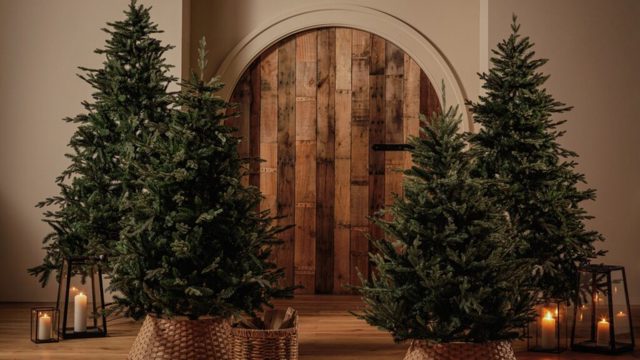 Habitat’s bestselling Christmas tree is already selling fast