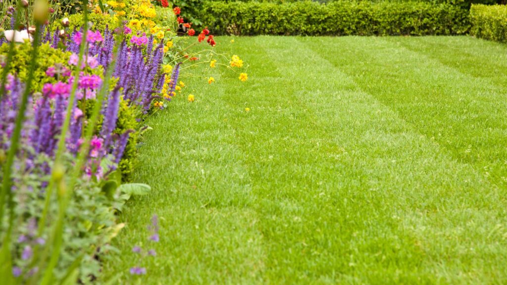 What to do before overseeding a lawn – don’t skip this step