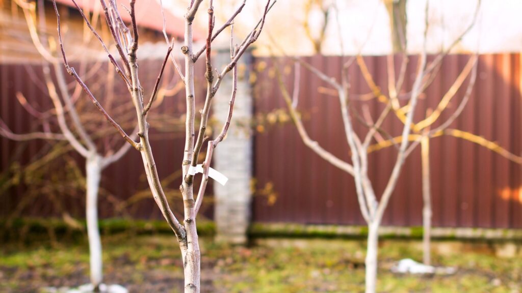 This is the biggest risk to newly planted trees in January
