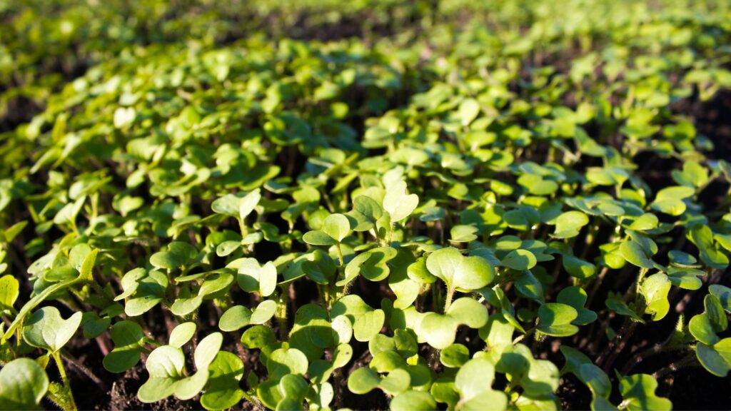 What are green manures? Everything you need to know