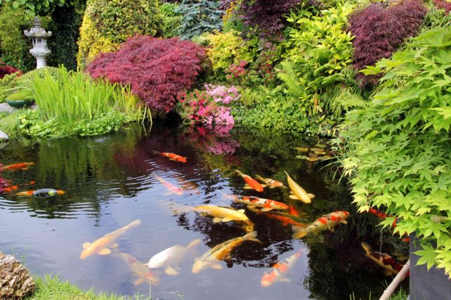 How to Build a Koi Pond