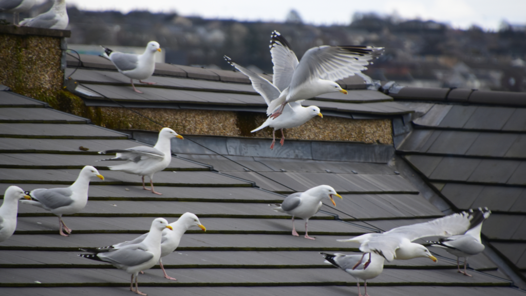 How to deter seagulls from a garden, according to experts