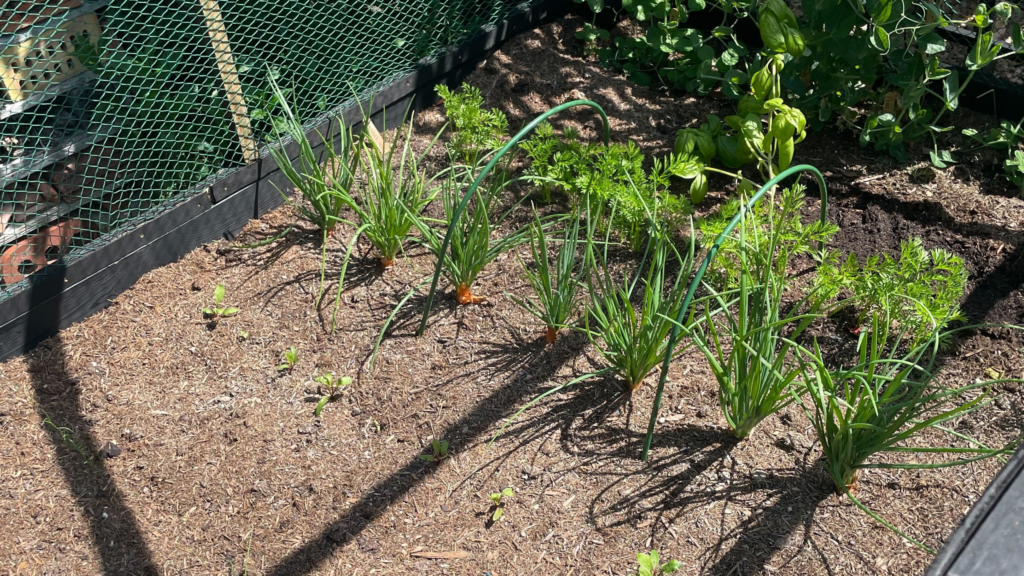 5 things people with a low-maintenance vegetable garden have