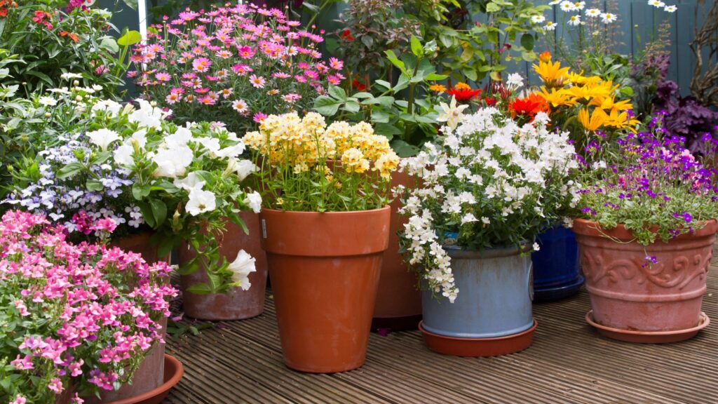 Low-maintenance container plants that thrive in hot weather