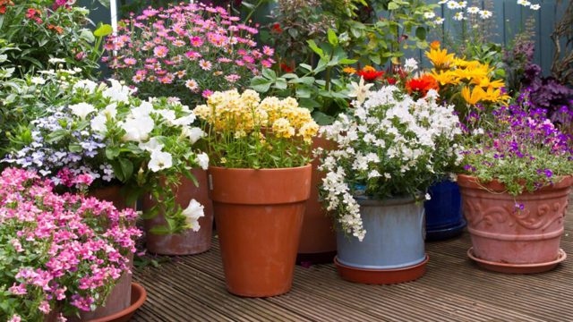 Low-maintenance container plants that thrive in hot weather