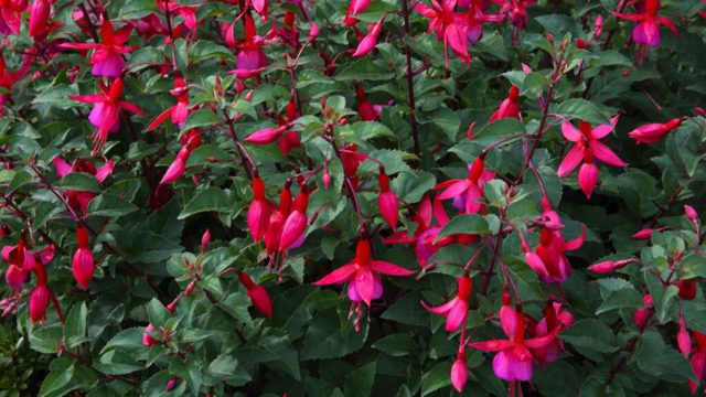 How to grow fuchsias for masses of fairy-tale blooms