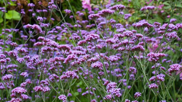 The plants people with drought-tolerant gardens always grow