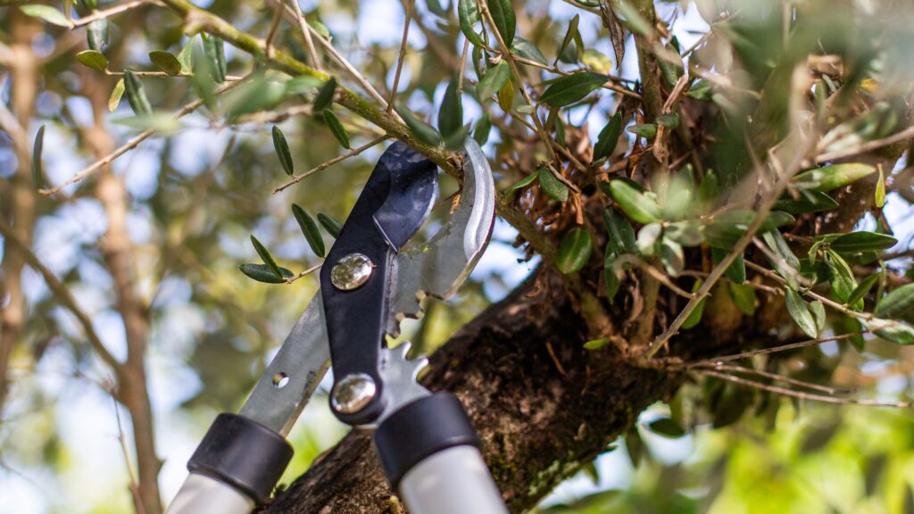 Can I prune a tree on council land?