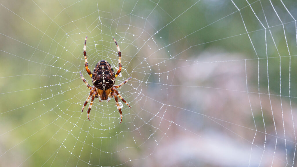 This WD-40 spider web trick actually worked on my windows