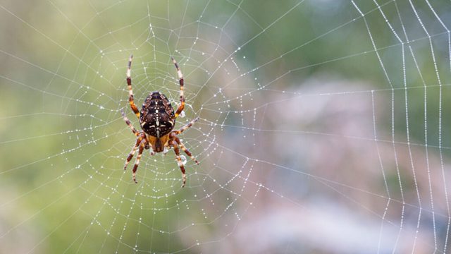 This WD-40 spider web trick actually worked on my windows