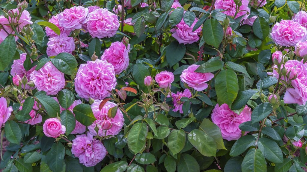 Best climbing roses for privacy – 4 beautiful varieties