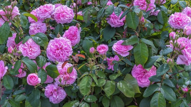 Best climbing roses for privacy – 4 beautiful varieties