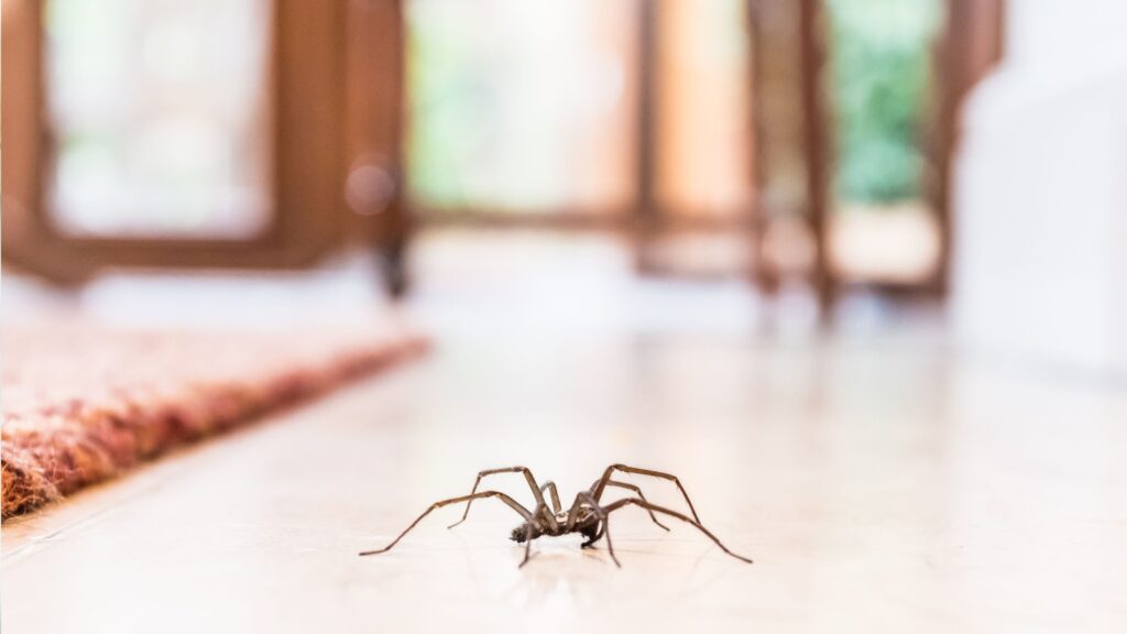 Spiders will avoid your home if you use this supermarket buy