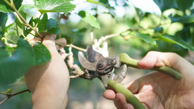 Can I cut my neighbour’s plants if they grow over into my garden?
