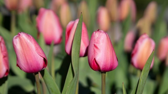 4 bulbs to order in September for pink spring blooms in 2027