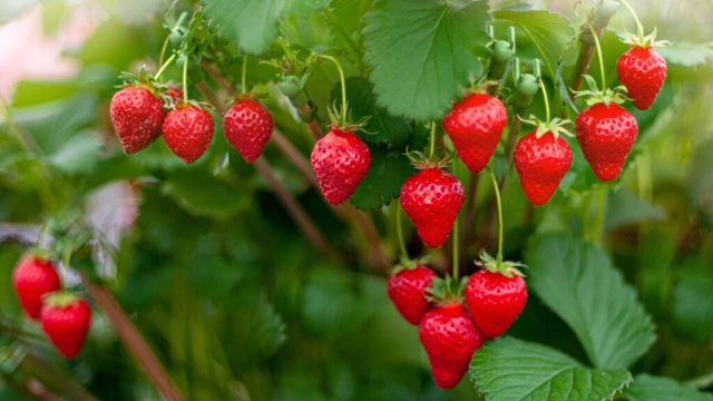 What to do with strawberry plants after fruiting