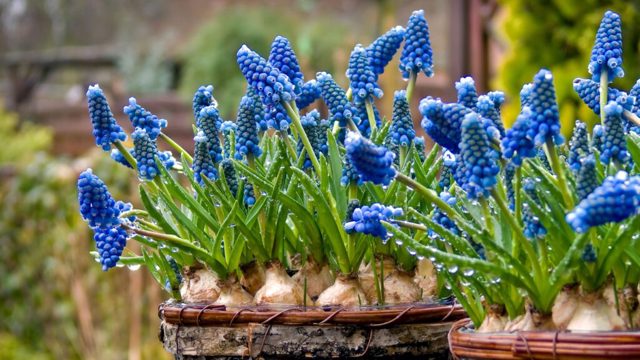 These bulb alternatives to tulips will give me far less work