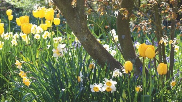 Why now is the best time to buy bulbs for your garden