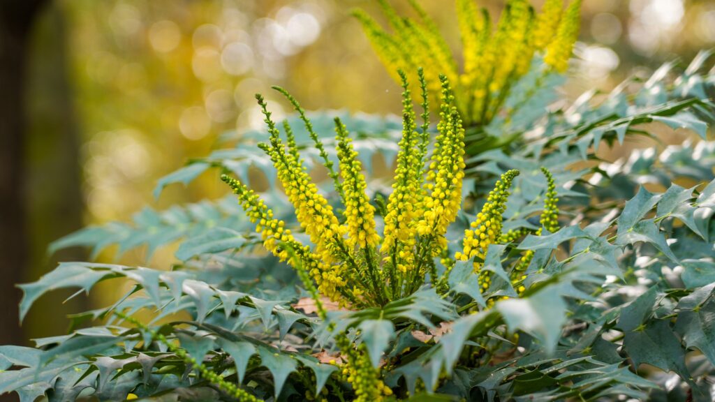5 of the best evergreen plants for borders